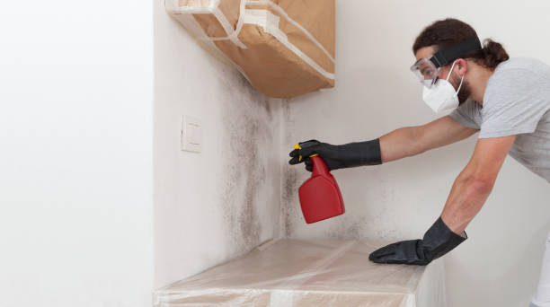 Professional Basement Mold Remediation technician working in Palmyra, PA