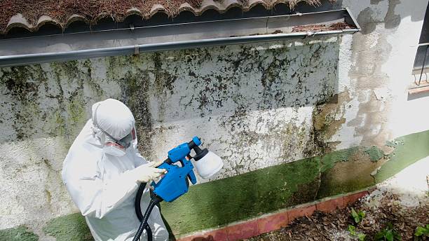 Trusted Attic Mold Removal service in Palmyra, PA - Cheap Mold Removal